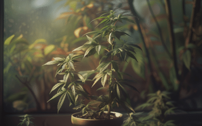 «Planta Madre del Cannabis: Definición y Rasgos Distintivos»