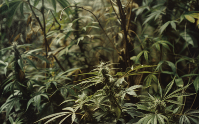 «Foxtailing en el Cannabis: Significado y Causas de los Cogollos con Forma de Cola de Zorro»